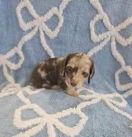 Smores, a male Miniature Dachshund for sale in Gainesville, TX – Photo 4 of 5