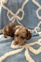 Smores, a male Miniature Dachshund for sale in Gainesville, TX – Photo 2 of 5