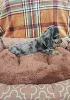 Hold, a male Miniature Dachshund for sale in Gainesville, TX – 2 of 4