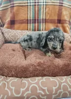 Rio, a male Miniature Dachshund for sale in Gainesville, TX – 1 of 3