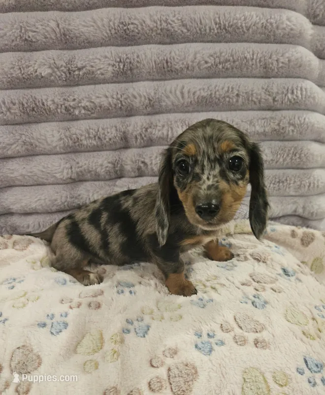 Sage – Miniature Dachshund puppy for sale in Gainesville, TX