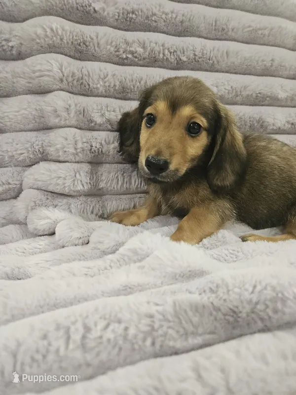 Oakley – Miniature Dachshund puppy for sale in Gainesville, TX