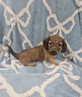 Ruby, a female Miniature Dachshund for sale in Gainesville, TX – 1 of 1