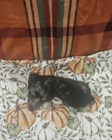 Onyx, a male Miniature Dachshund for sale in Gainesville, TX – 3 of 3