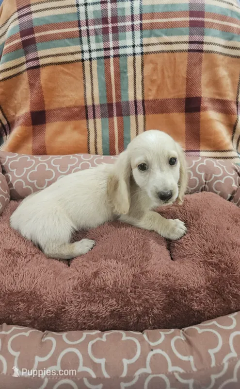 Sunny – Miniature Dachshund puppy for sale in Gainesville, TX