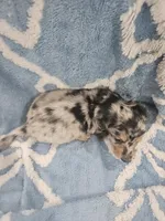 Cosmo, a male Miniature Dachshund for sale in Gainesville, TX – 2 of 2