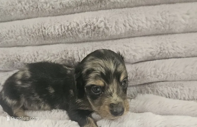 Onynx – Miniature Dachshund puppy for sale in Gainesville, TX