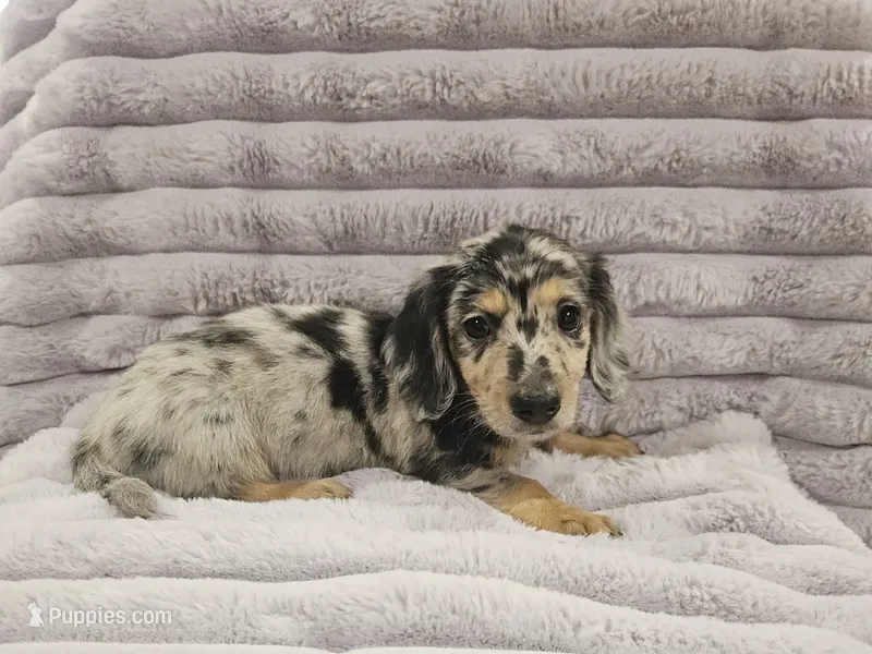 Cosmo – Miniature Dachshund puppy for sale in Gainesville, TX