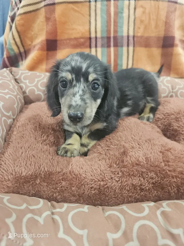 Onyx – Miniature Dachshund puppy for sale in Gainesville, TX