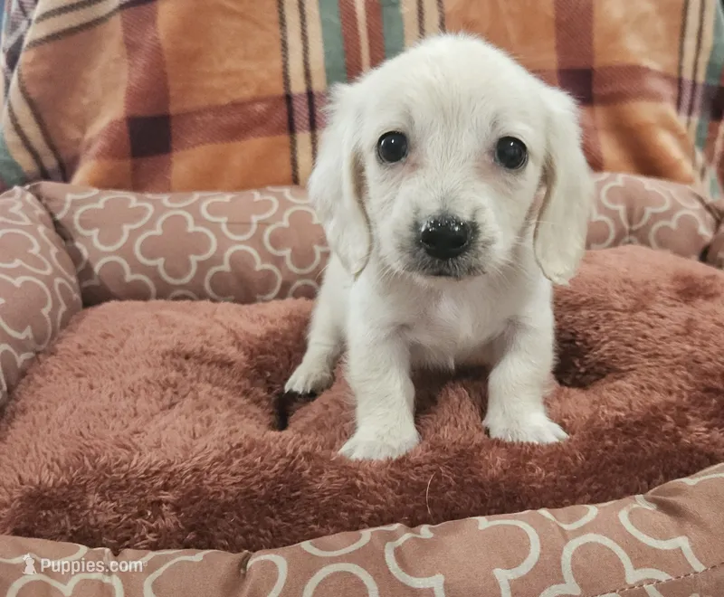 Biscuit  – Miniature Dachshund puppy for sale in Gainesville, TX