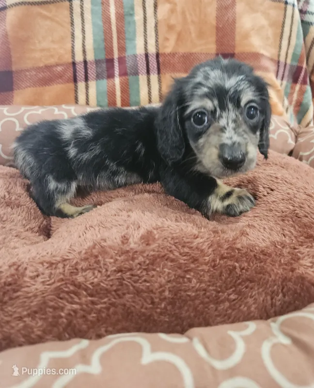 Onyx – Miniature Dachshund puppy for sale in Gainesville, TX