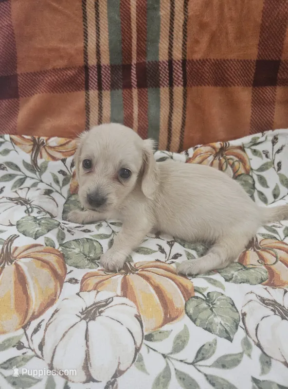 Biscuit  – Miniature Dachshund puppy for sale in Gainesville, TX
