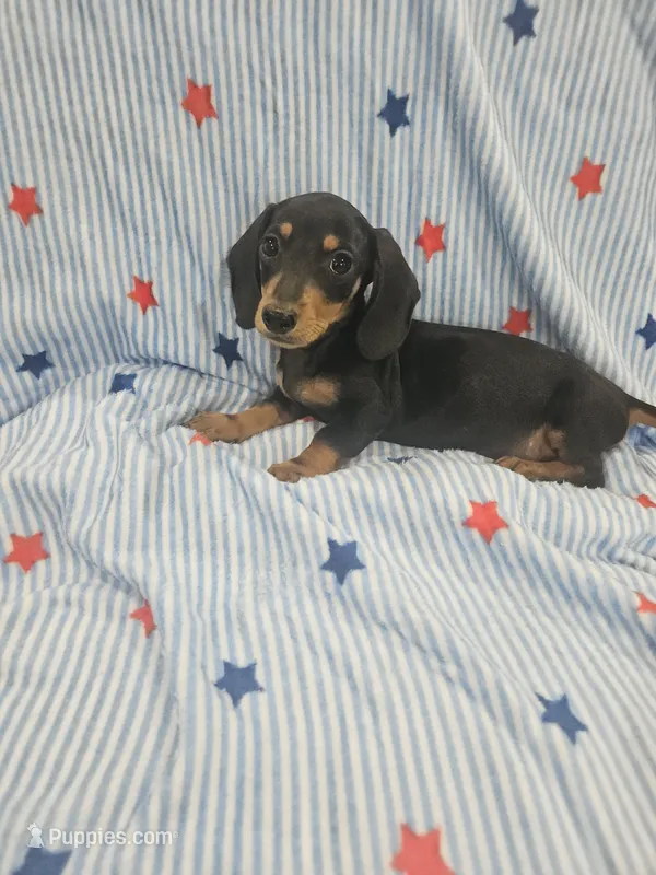 Cooper  – Miniature Dachshund puppy for sale in Gainesville, TX