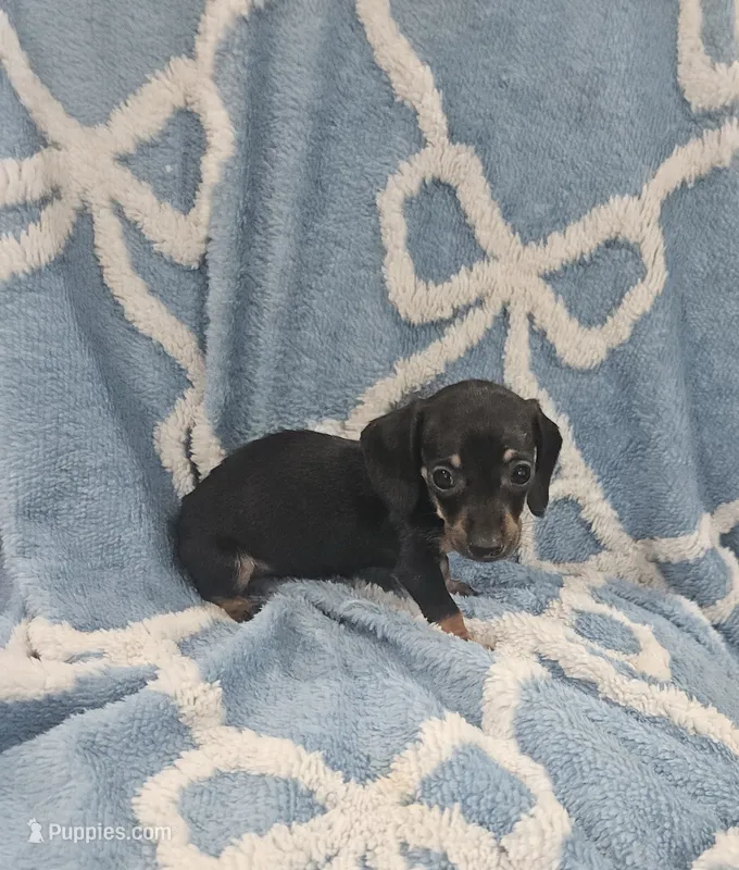 Cooper  – Miniature Dachshund puppy for sale in Gainesville, TX