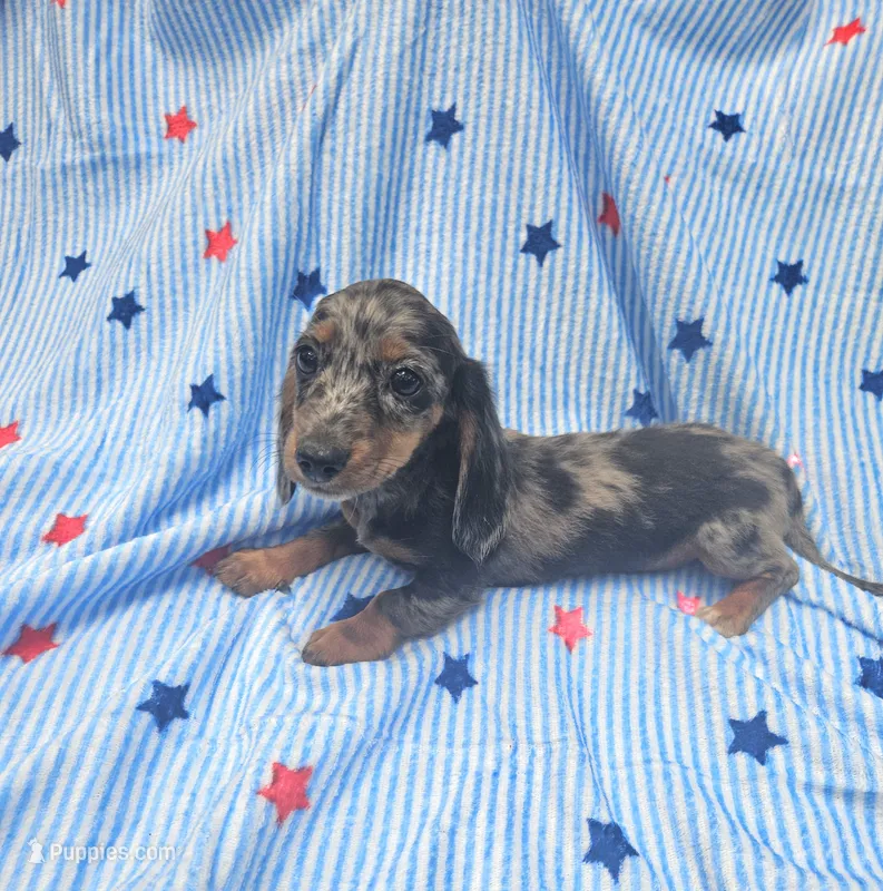 Sage – Miniature Dachshund puppy for sale in Gainesville, TX