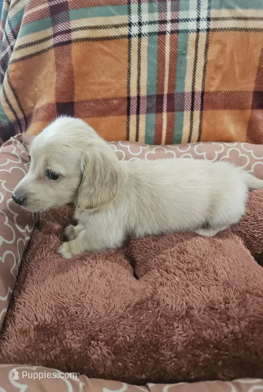 Sunny – Miniature Dachshund puppy for sale in Gainesville, TX