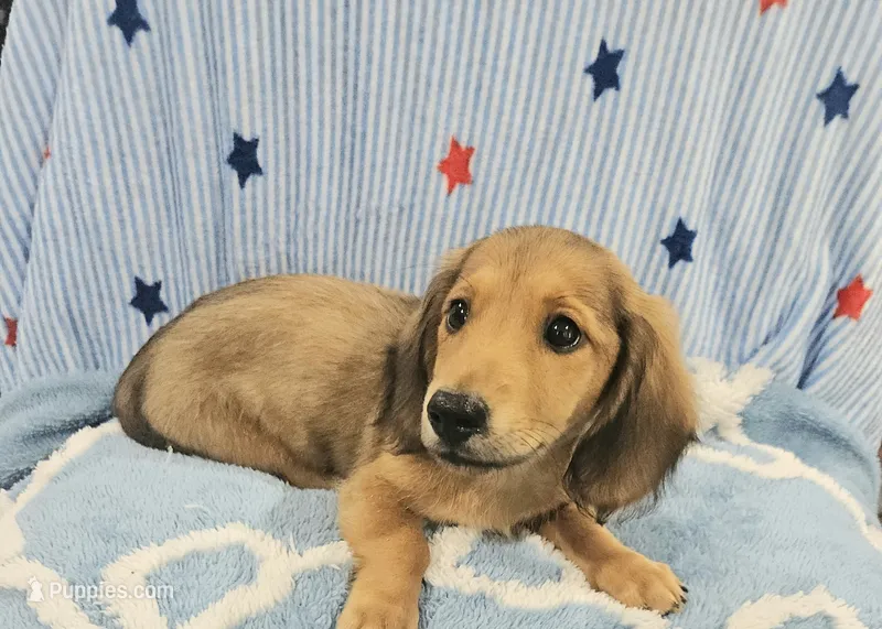 Oakley – Miniature Dachshund puppy for sale in Gainesville, TX