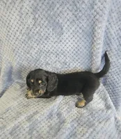 Bo, a male Miniature Dachshund for sale in Gainesville, TX – Photo 1 of 2