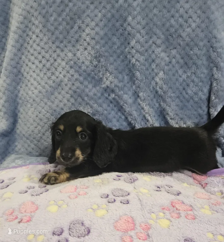 Colten – Miniature Dachshund puppy for sale in Gainesville, TX