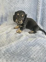 Bo, a male Miniature Dachshund for sale in Gainesville, TX – Photo 2 of 2