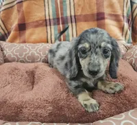 Hold, a male Miniature Dachshund for sale in Gainesville, TX – 3 of 4