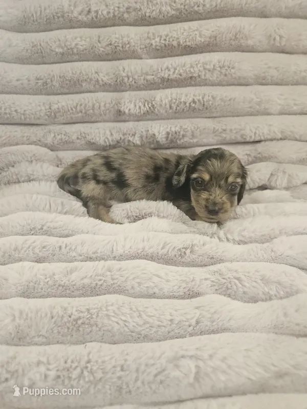 Orion  – Miniature Dachshund puppy for sale in Gainesville, TX