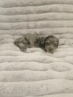 Orion , a male Miniature Dachshund for sale in Gainesville, TX – 1 of 2