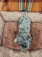 Hold, a male Miniature Dachshund for sale in Gainesville, TX – 4 of 4