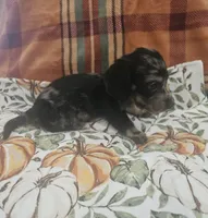 Onyx, a male Miniature Dachshund for sale in Gainesville, TX – 2 of 3