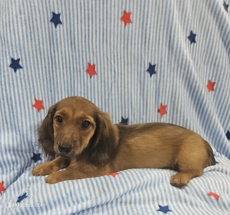 Ruby – Miniature Dachshund puppy for sale in Gainesville, TX