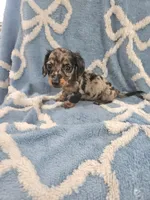 Merlin , a male Miniature Dachshund for sale in Gainesville, TX – 1 of 1