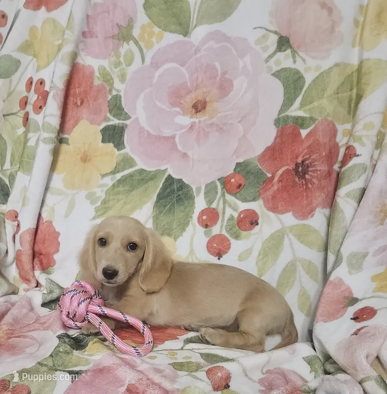 Sunny – Miniature Dachshund puppy for sale in Gainesville, TX