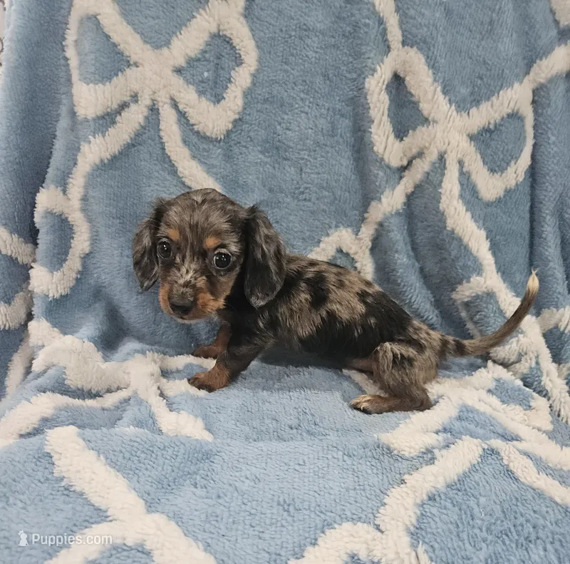 Sage – Miniature Dachshund puppy for sale in Gainesville, TX