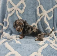 Sage, a female Miniature Dachshund for sale in Gainesville, TX – 1 of 1