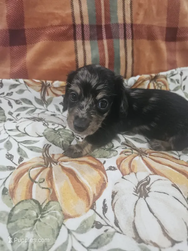 Onynx – Miniature Dachshund puppy for sale in Gainesville, TX