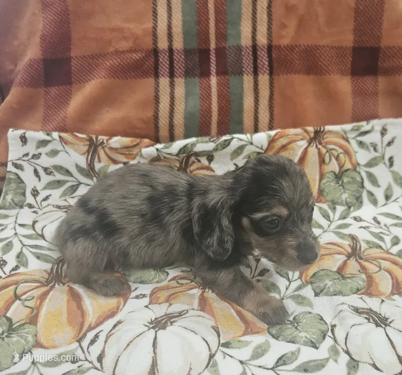 Orion  – Miniature Dachshund puppy for sale in Gainesville, TX