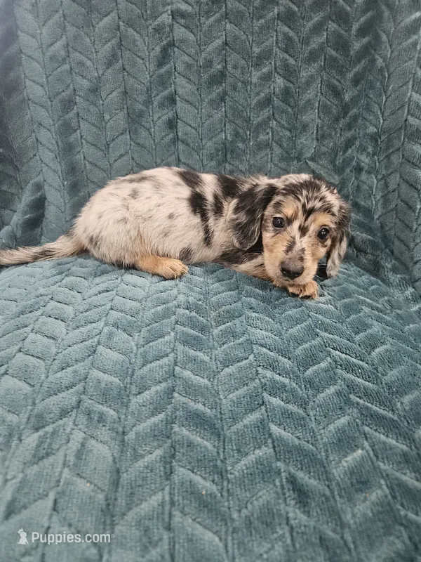 Cosmo – Miniature Dachshund puppy for sale in Gainesville, TX