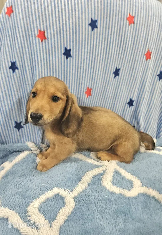 Oakley  – Miniature Dachshund puppy for sale in Gainesville, TX
