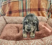 Rio, a male Miniature Dachshund for sale in Gainesville, TX – 3 of 3