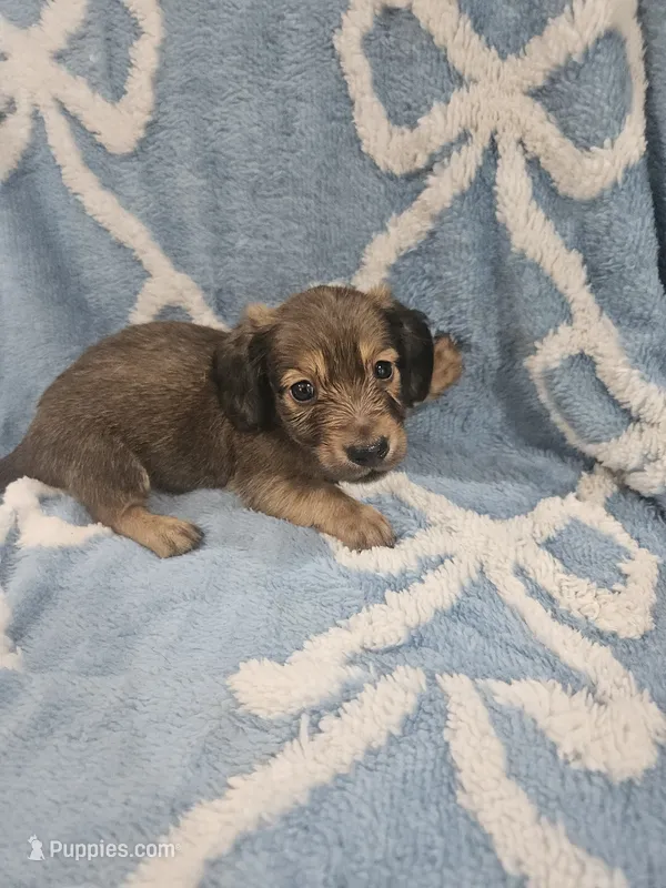 Oakley – Miniature Dachshund puppy for sale in Gainesville, TX