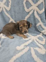 Oakley, a male Miniature Dachshund for sale in Gainesville, TX – 1 of 1