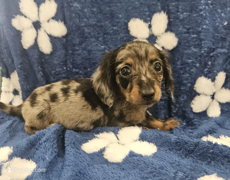 Merlin  – Miniature Dachshund puppy for sale in Gainesville, TX