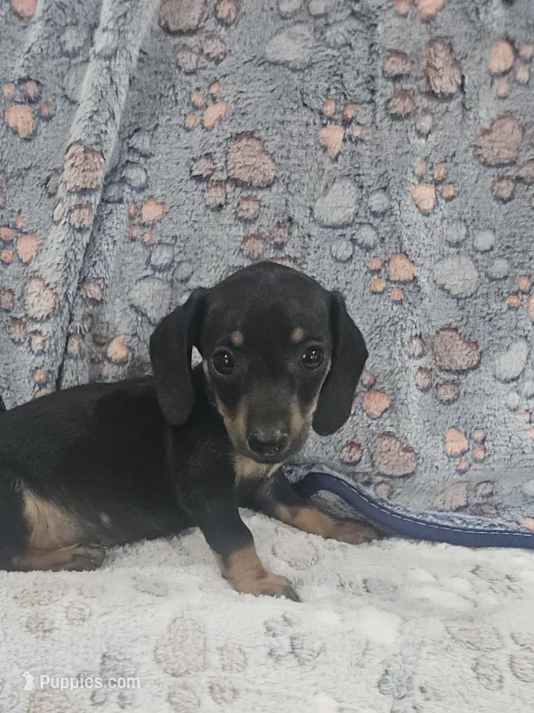 Cooper  – Miniature Dachshund puppy for sale in Gainesville, TX