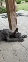 Blue female , a female Great Dane for sale in Litchfield, NH – 7 of 10
