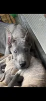 Blue female , a female Great Dane for sale in Litchfield, NH – 5 of 10