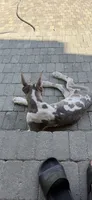 Blue brindle Harley Quinn, a female Great Dane for sale in Litchfield, NH – 5 of 10