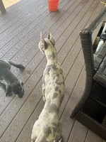 Lilac merle , a female Great Dane for sale in Litchfield, NH – 2 of 8