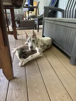 Lilac merle , a female Great Dane for sale in Litchfield, NH – 5 of 8