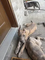Blue brindle, a male Great Dane for sale in Litchfield, NH – 5 of 10