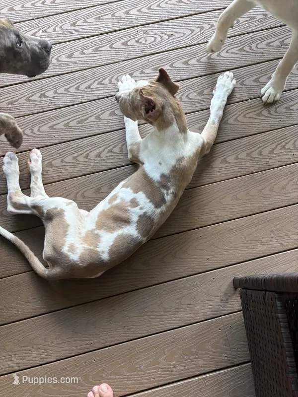 Lilac harlequin  – Great Dane puppy for sale in Litchfield, NH